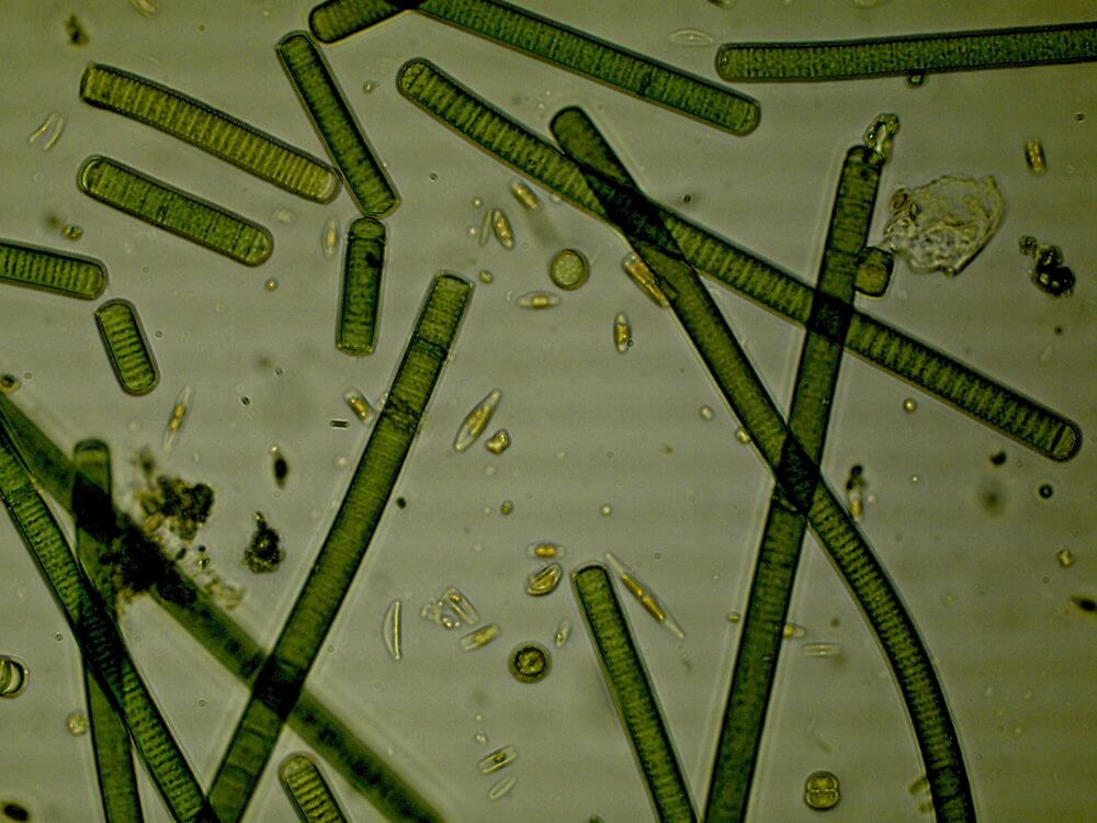 AlgaeCornerWhatAreAlgae.jpg