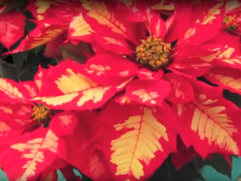 AgriculturalCornerPoinsettiaDiseasePrevention.jpg.png