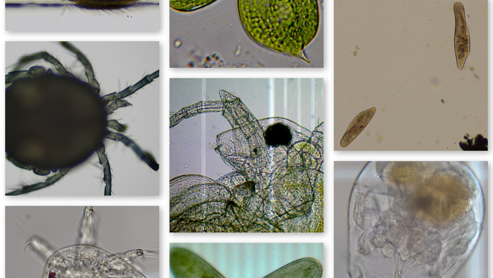 MicroscopeCreatures_01_Microscope-Creatures-Collage.jpg