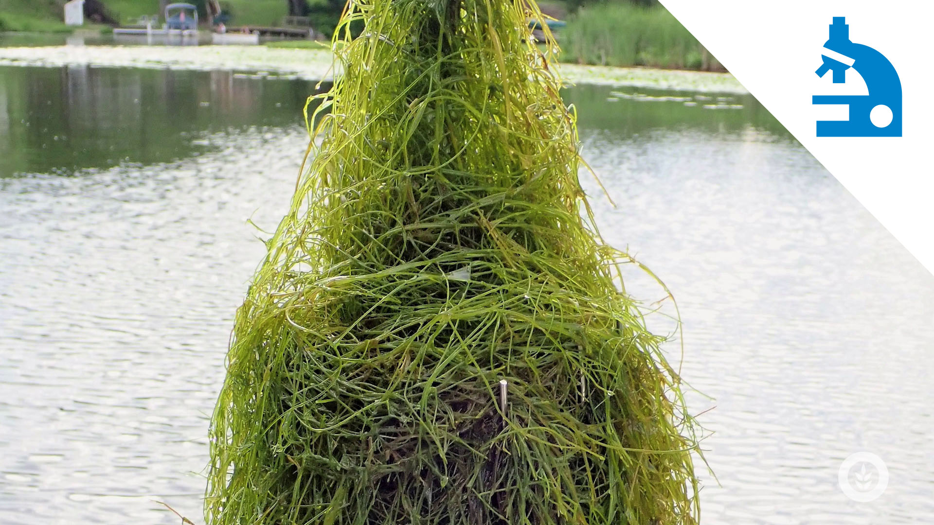 stonewort-thumb.jpg