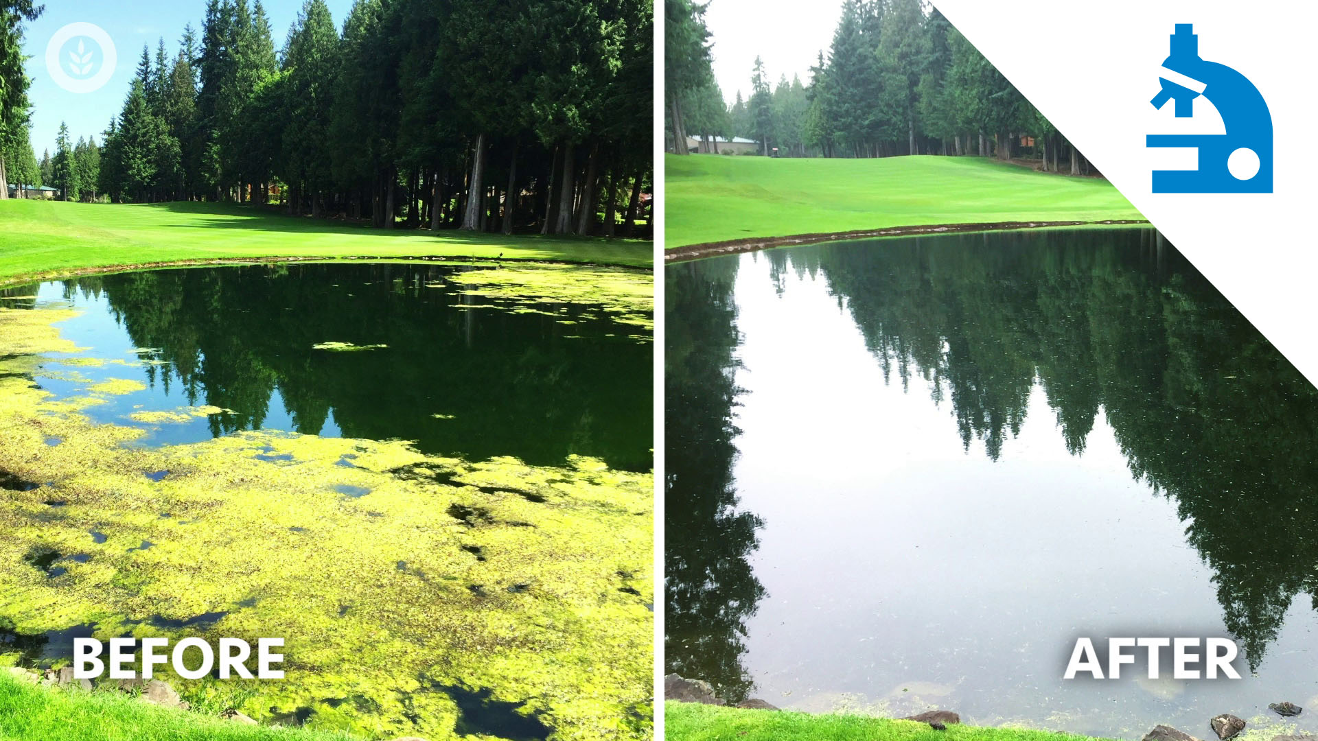 Keep Getting Algae Thumb