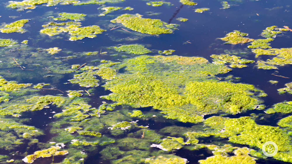 02 Cladophora In Field Mats