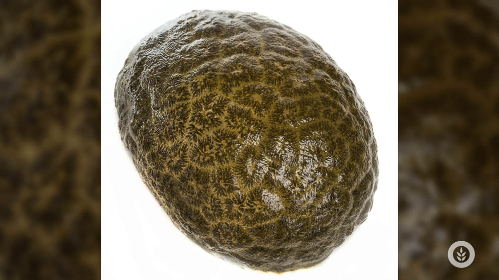 02 Bryozoan Close Up