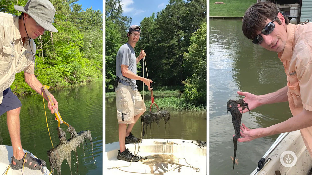 Dr West Bishop With Lyngbya Wollei