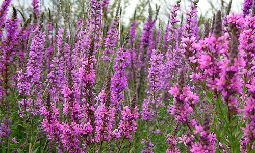  Purple loosestrife, Lythrum salicaria (chesapeakebay.net) 