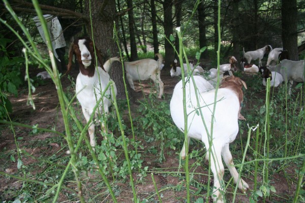  Goats enjoying some invasive plants (courtesy of modernfarmer.com) 