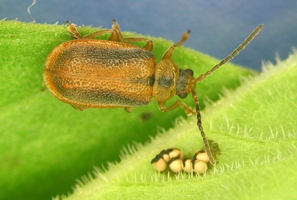  Galerucela pusilla laying its eggs (edmonton.ca) 