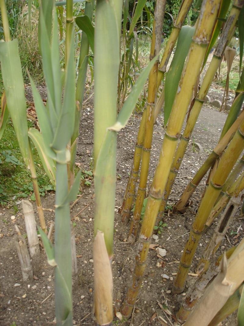 Giant cane,  Arundo donax . Credit: Bouba, wikimedia.org 