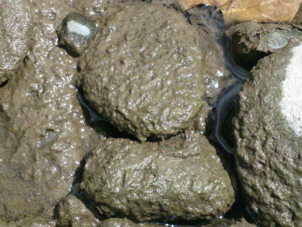  Didymo, also known as 